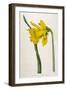 Great Daffodil-William Curtis-Framed Art Print