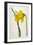 Great Daffodil-William Curtis-Framed Art Print