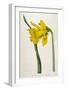 Great Daffodil-William Curtis-Framed Art Print