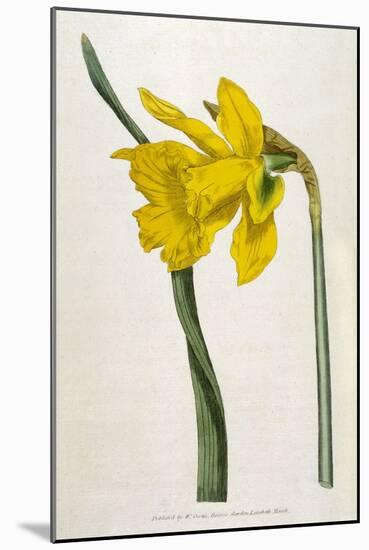 Great Daffodil-William Curtis-Mounted Art Print