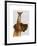 Great Dane and Chihuahua-Fab Funky-Framed Art Print