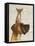 Great Dane and Chihuahua-Fab Funky-Framed Stretched Canvas