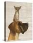 Great Dane and Chihuahua-Fab Funky-Stretched Canvas