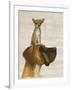 Great Dane and Chihuahua-Fab Funky-Framed Art Print