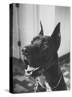 Great Dane Belonging to Governor William Stratton-Robert W^ Kelley-Stretched Canvas