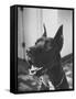 Great Dane Belonging to Governor William Stratton-Robert W^ Kelley-Framed Stretched Canvas