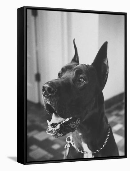 Great Dane Belonging to Governor William Stratton-Robert W^ Kelley-Framed Stretched Canvas