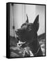 Great Dane Belonging to Governor William Stratton-Robert W^ Kelley-Framed Stretched Canvas