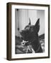 Great Dane Belonging to Governor William Stratton-Robert W^ Kelley-Framed Photographic Print