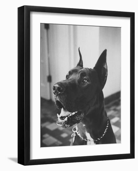 Great Dane Belonging to Governor William Stratton-Robert W^ Kelley-Framed Photographic Print