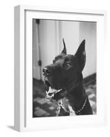 Great Dane Belonging to Governor William Stratton-Robert W^ Kelley-Framed Photographic Print