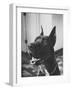 Great Dane Belonging to Governor William Stratton-Robert W^ Kelley-Framed Photographic Print