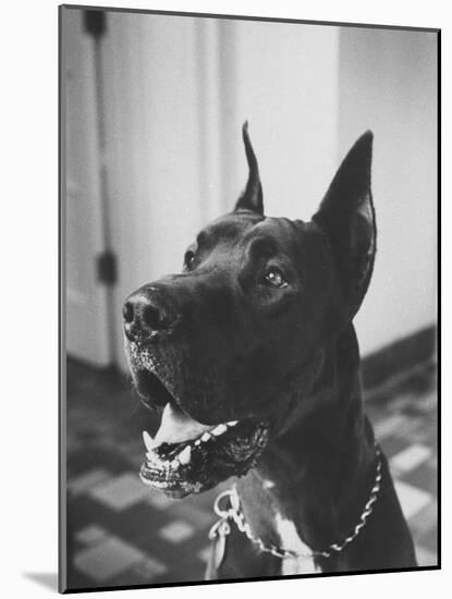 Great Dane Belonging to Governor William Stratton-Robert W^ Kelley-Mounted Photographic Print