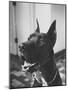 Great Dane Belonging to Governor William Stratton-Robert W^ Kelley-Mounted Photographic Print