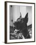 Great Dane Belonging to Governor William Stratton-Robert W^ Kelley-Framed Photographic Print