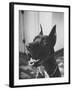 Great Dane Belonging to Governor William Stratton-Robert W^ Kelley-Framed Photographic Print