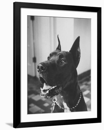 Great Dane Belonging to Governor William Stratton-Robert W^ Kelley-Framed Photographic Print