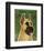 Great Dane (Fawn)-John W^ Golden-Framed Art Print