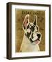 Great Dane (Harlequin)-John W^ Golden-Framed Giclee Print