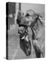 Great Dane Holding Chihuahua in Purse-Bettmann-Stretched Canvas