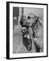 Great Dane Holding Chihuahua in Purse-Bettmann-Framed Photographic Print