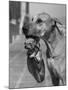 Great Dane Holding Chihuahua in Purse-Bettmann-Mounted Photographic Print