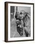 Great Dane Holding Chihuahua in Purse-Bettmann-Framed Photographic Print