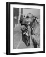 Great Dane Holding Chihuahua in Purse-Bettmann-Framed Photographic Print