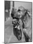 Great Dane Holding Chihuahua in Purse-Bettmann-Mounted Photographic Print