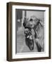 Great Dane Holding Chihuahua in Purse-Bettmann-Framed Photographic Print