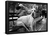 Great Dane in Central Park NYC B/W-null-Framed Poster