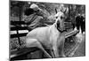 Great Dane in Central Park NYC B/W-null-Mounted Poster