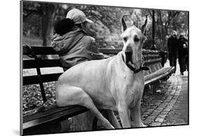 Great Dane in Central Park NYC B/W-null-Mounted Poster