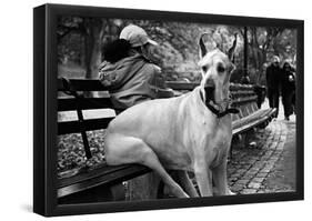 Great Dane in Central Park NYC B/W-null-Framed Poster