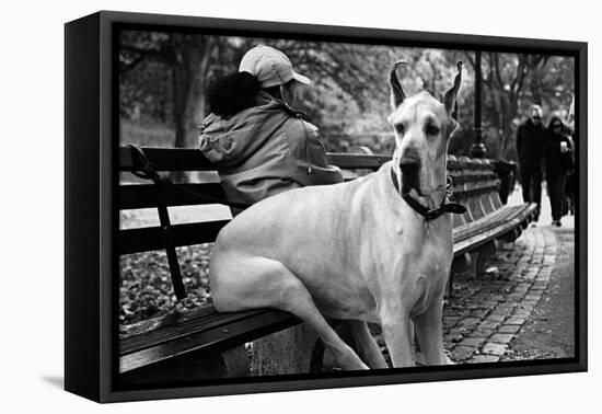 Great Dane in Central Park NYC B/W-null-Framed Stretched Canvas