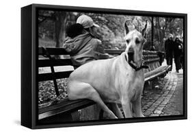 Great Dane in Central Park NYC B/W-null-Framed Stretched Canvas