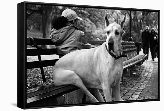 Great Dane in Central Park NYC B/W-null-Framed Stretched Canvas