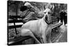 Great Dane in Central Park NYC B/W-null-Stretched Canvas
