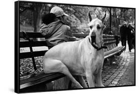 Great Dane in Central Park NYC B/W-null-Framed Stretched Canvas