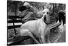 Great Dane in Central Park NYC B/W-null-Stretched Canvas