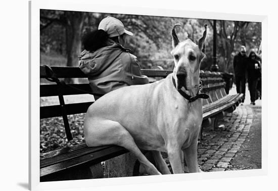 Great Dane in Central Park NYC B/W-null-Framed Photo