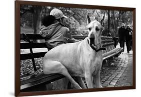 Great Dane in Central Park NYC B/W-null-Framed Photo