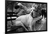 Great Dane in Central Park NYC B/W-null-Framed Photo