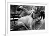 Great Dane in Central Park NYC B/W-null-Framed Photo