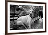 Great Dane in Central Park NYC B/W-null-Framed Photo