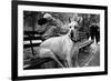 Great Dane in Central Park NYC B/W-null-Framed Photo