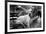 Great Dane in Central Park NYC B/W-null-Framed Photo