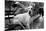 Great Dane in Central Park NYC B/W-null-Mounted Photo