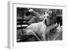 Great Dane in Central Park NYC B/W-null-Framed Photo