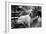 Great Dane in Central Park NYC B/W-null-Framed Photo